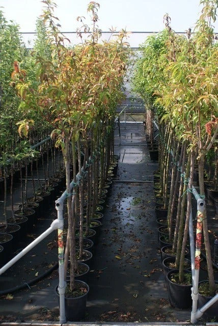 Zure Kers (Prunus Cerasus 'Morel') 4 Zure Kers (Prunus Cerasus 'Morel') - Afbeelding 2