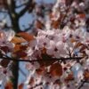 Rode Kerspruim Als Boom (Prunus Cistena) -Groene Pracht prunus cestina