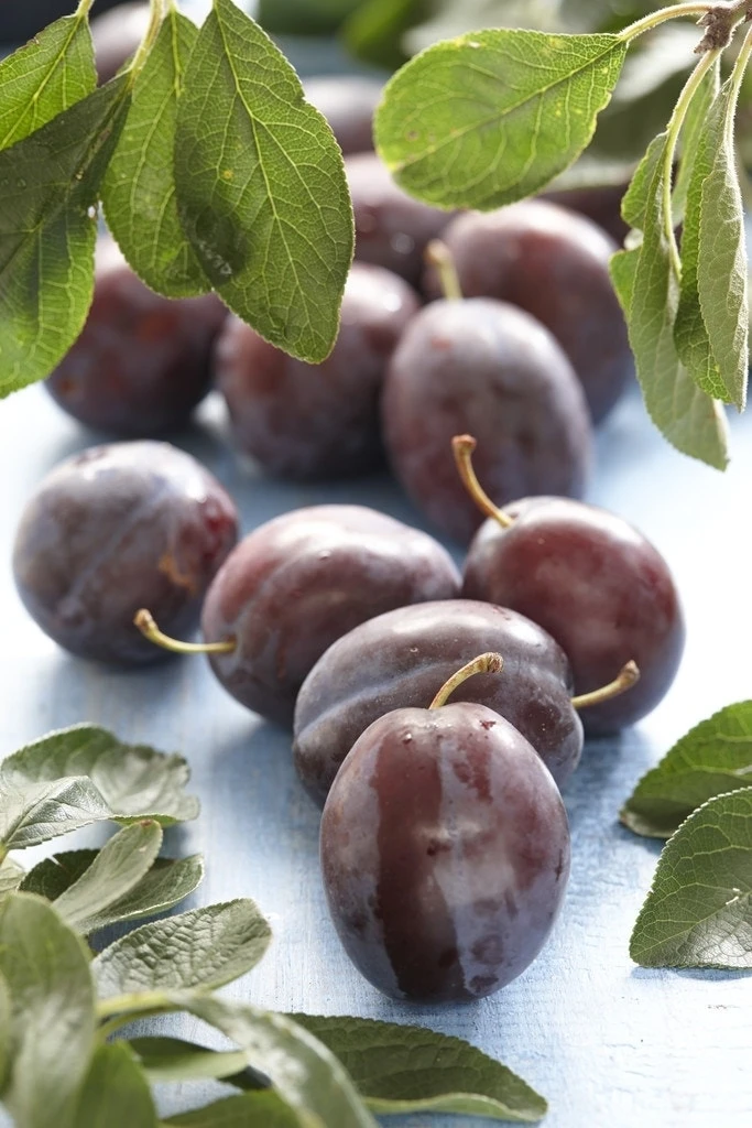 Pruimenboom (Prunus Domestica 'Voyageur') 3 Pruimenboom (Prunus Domestica 'Voyageur')