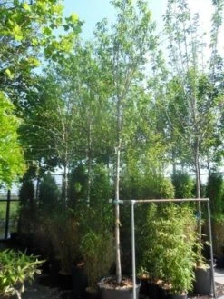 Amandelboom (Prunus Dulcis) 14 Amandelboom (Prunus Dulcis) -Groene Pracht prunus dulcis 16 18ho cont