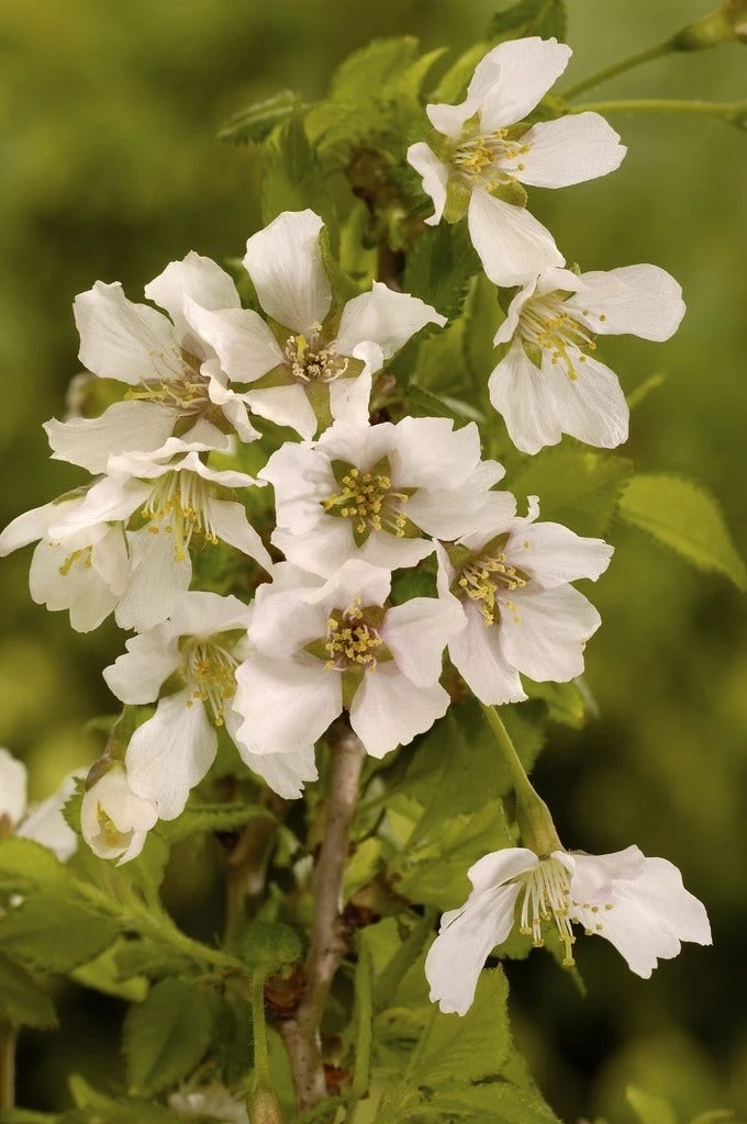 Sierkers (Prunus Incisa 'Kojou-no-mai') 2 Sierkers (Prunus Incisa 'Kojou-no-mai')