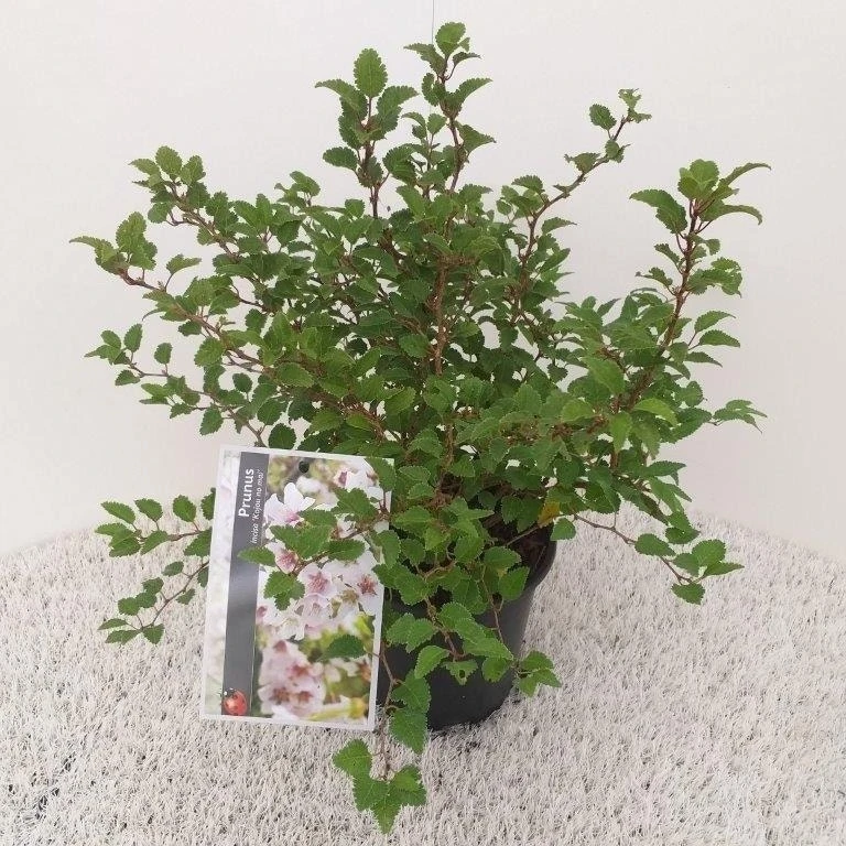 Sierkers (Prunus Incisa 'Kojou-no-mai') 3 Sierkers (Prunus Incisa 'Kojou-no-mai') - Afbeelding 2