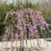Japanse Treursierkers (Prunus Serrulata 'Kiku-shidare') -Groene Pracht prunus kiku shidare zakura