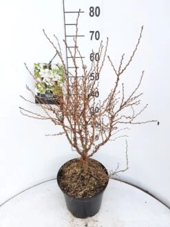 Sierkers (Prunus Incisa 'Kojou-no-mai') 6 Sierkers (Prunus Incisa 'Kojou-no-mai') -Groene Pracht prunus kojou no mai 60 70 cm c10 v01