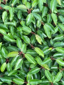 Portugese Laurier Als Grote Bolvorm (Prunus Lusitanica 'Angustifolia') 13 Portugese Laurier Als Grote Bolvorm (Prunus Lusitanica 'Angustifolia') -Groene Pracht prunus l. angustifolia blad