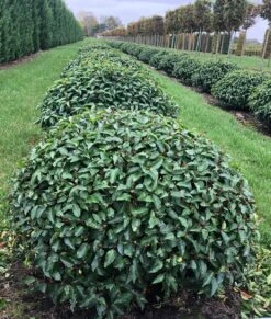 Portugese Laurier Als Grote Bolvorm (Prunus Lusitanica 'Angustifolia') 9 Portugese Laurier Als Grote Bolvorm (Prunus Lusitanica 'Angustifolia') -Groene Pracht prunus l. angustifolia bol 2