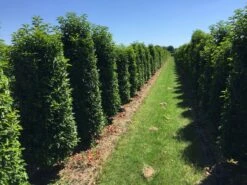 Grote Portugese Laurier (Prunus Lusitanica 'Angustifolia')