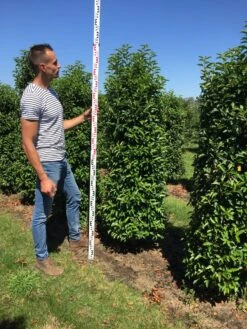 Grote Portugese Laurier (Prunus Lusitanica 'Angustifolia') 13 Grote Portugese Laurier (Prunus Lusitanica 'Angustifolia') -Groene Pracht prunus l ang 175200 3