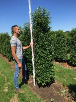 Grote Portugese Laurier (Prunus Lusitanica 'Angustifolia') 15 Grote Portugese Laurier (Prunus Lusitanica 'Angustifolia') -Groene Pracht prunus l ang 200250 3