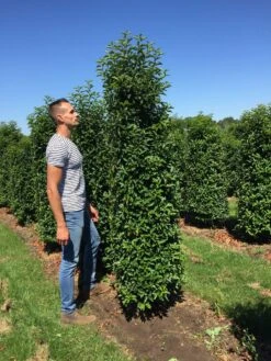 Grote Portugese Laurier (Prunus Lusitanica 'Angustifolia') -Groene Pracht prunus l ang 200250 2