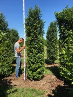 Grote Portugese Laurier (Prunus Lusitanica 'Angustifolia') -Groene Pracht prunus l ang 300350