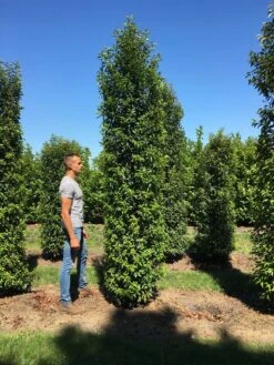 Grote Portugese Laurier (Prunus Lusitanica 'Angustifolia') -Groene Pracht prunus l ang 350400 1