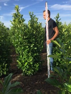 Grote Laurierkers (Prunus Laurocerasus 'Rotundifolia') 13 Grote Laurierkers (Prunus Laurocerasus 'Rotundifolia') -Groene Pracht prunus l rot 175200 1