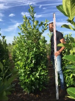 Grote Laurierkers (Prunus Laurocerasus 'Rotundifolia') 14 Grote Laurierkers (Prunus Laurocerasus 'Rotundifolia') -Groene Pracht prunus l rot 200225 2