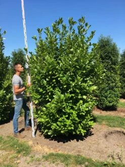 Grote Laurierkers (Prunus Laurocerasus 'Rotundifolia') 15 Grote Laurierkers (Prunus Laurocerasus 'Rotundifolia') -Groene Pracht prunus l rot 250300 x 100 150 br