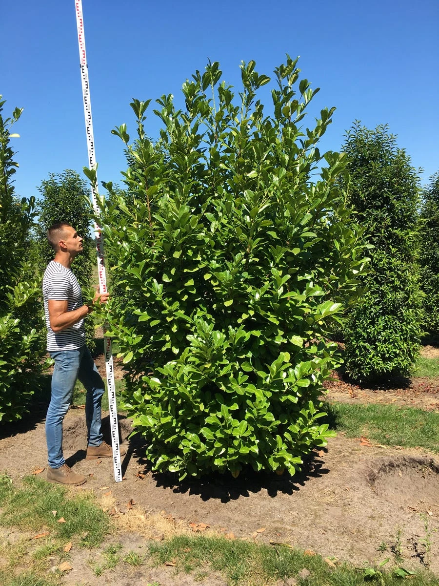 Grote Laurierkers (Prunus Laurocerasus 'Rotundifolia') 7 Grote Laurierkers (Prunus Laurocerasus 'Rotundifolia') - Afbeelding 5