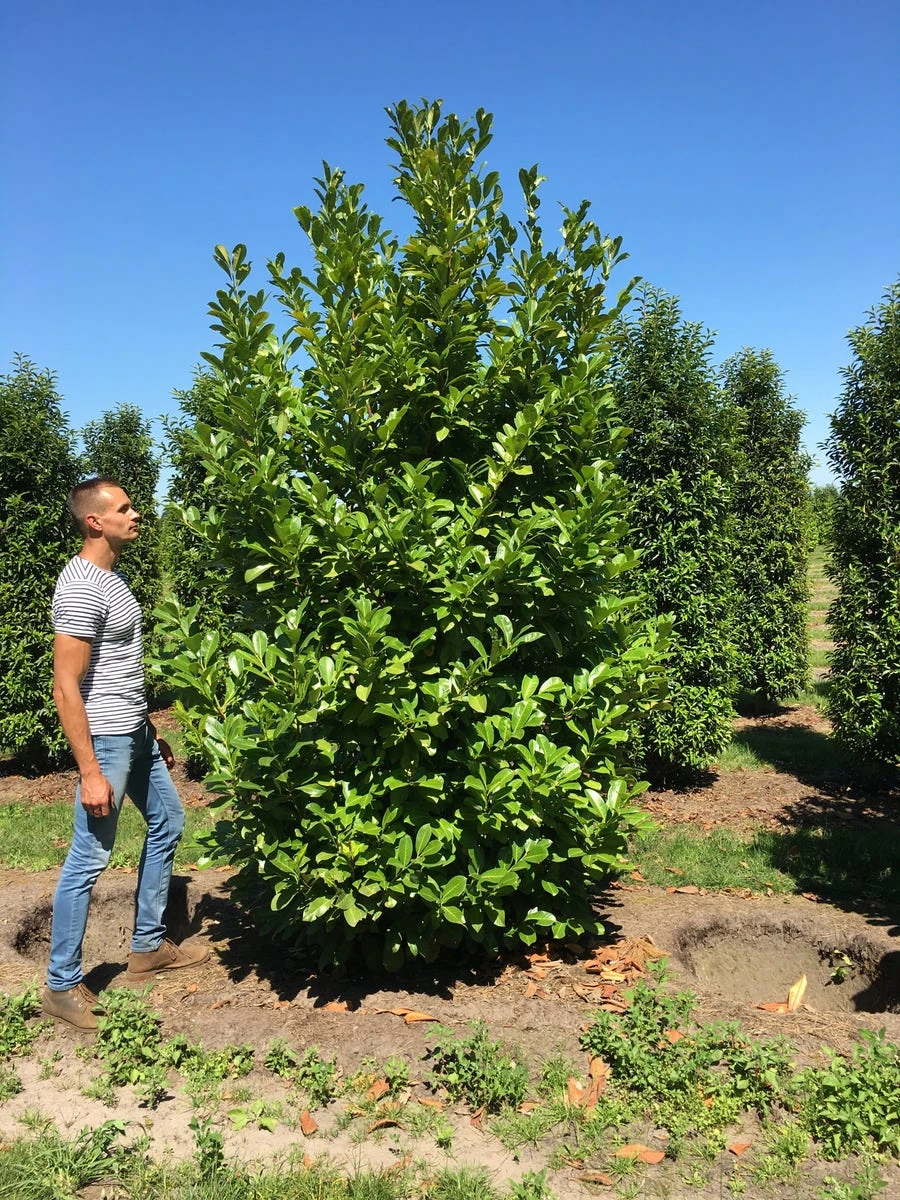 Grote Laurierkers (Prunus Laurocerasus 'Rotundifolia') 8 Grote Laurierkers (Prunus Laurocerasus 'Rotundifolia') - Afbeelding 6