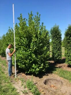 Grote Laurierkers (Prunus Laurocerasus 'Rotundifolia') 17 Grote Laurierkers (Prunus Laurocerasus 'Rotundifolia') -Groene Pracht prunus l rot 350400 x 150 br 2