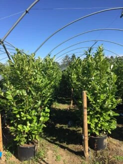 Grote Laurierkers (Prunus Laurocerasus 'Rotundifolia') 18 Grote Laurierkers (Prunus Laurocerasus 'Rotundifolia') -Groene Pracht prunus laur. rotundifolia h160180cm