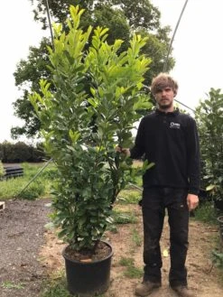 Grote Laurierkers (Prunus Laurocerasus 'Rotundifolia') 19 Grote Laurierkers (Prunus Laurocerasus 'Rotundifolia') -Groene Pracht prunus laur. rotundifolia h180 200cm