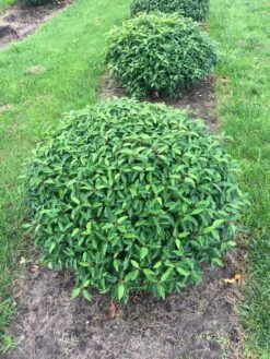 Portugese Laurier Als Grote Bolvorm (Prunus Lusitanica 'Angustifolia') 10 Portugese Laurier Als Grote Bolvorm (Prunus Lusitanica 'Angustifolia') -Groene Pracht prunus lus. angustifolia bol