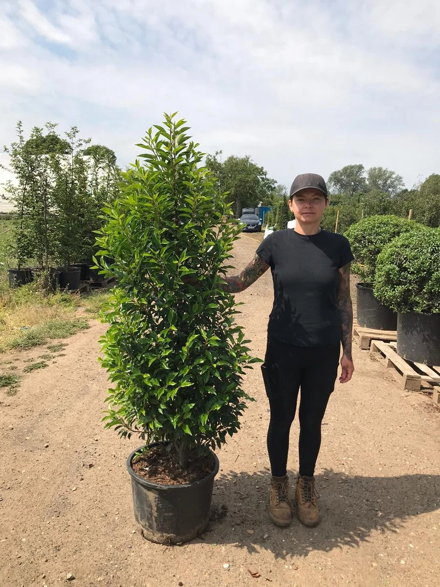 Grote Portugese Laurier (Prunus Lusitanica 'Angustifolia') 10 Grote Portugese Laurier (Prunus Lusitanica 'Angustifolia') - Afbeelding 8