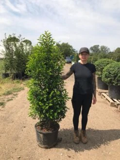 Grote Portugese Laurier (Prunus Lusitanica 'Angustifolia') 18 Grote Portugese Laurier (Prunus Lusitanica 'Angustifolia') -Groene Pracht prunus lus. angustifolia h140160 3