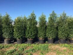 Grote Portugese Laurier (Prunus Lusitanica 'Angustifolia') 19 Grote Portugese Laurier (Prunus Lusitanica 'Angustifolia') -Groene Pracht prunus lus. angustifolia h160180cm 2