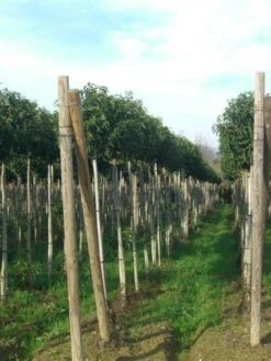 Portugese Laurier Als Boom (Prunus Lusitanica 'Angustifolia') 26 Portugese Laurier Als Boom (Prunus Lusitanica 'Angustifolia') -Groene Pracht prunus lusitanica