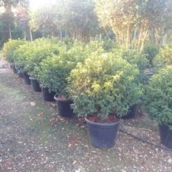 Portugese Laurier Als Bol (Prunus Lusitanica 'Angustifolia') 7 Portugese Laurier Als Bol (Prunus Lusitanica 'Angustifolia') -Groene Pracht prunus lusitanica 1 1