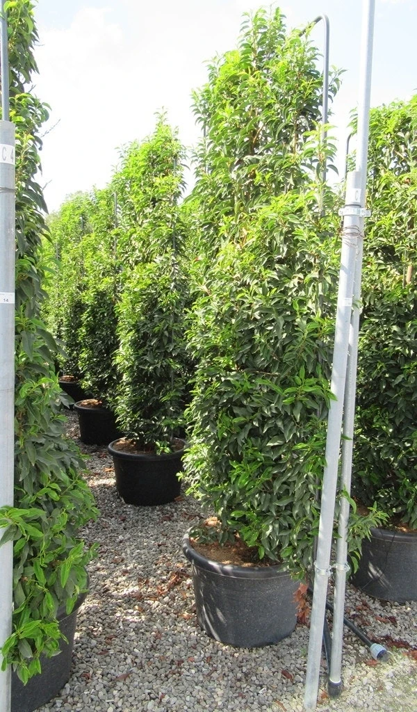 Portugese Laurier Als Leivorm (Prunus Lusitanica 'Angustifolia') 3 Portugese Laurier Als Leivorm (Prunus Lusitanica 'Angustifolia')