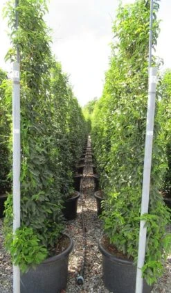 Portugese Laurier Als Leivorm (Prunus Lusitanica 'Angustifolia') 10 Portugese Laurier Als Leivorm (Prunus Lusitanica 'Angustifolia') -Groene Pracht prunus lusitanica 110x180 leivorm 2 2