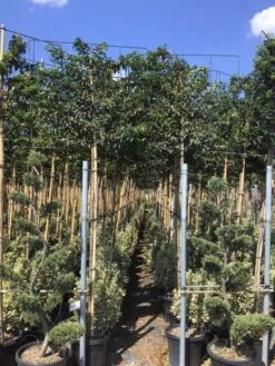 Portugese Laurier Als Leiboom (Prunus Lusitanica) 9 Portugese Laurier Als Leiboom (Prunus Lusitanica) -Groene Pracht prunus lusitanica 5