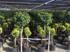 Portugese Laurier Op Stam (Prunus Lusitanica 'Angustifolia') 13 Portugese Laurier Op Stam (Prunus Lusitanica 'Angustifolia') -Groene Pracht prunus lusitanica 80cm stam