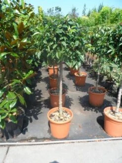 Portugese Laurier Als Boom (Prunus Lusitanica) 10 Portugese Laurier Als Boom (Prunus Lusitanica) -Groene Pracht prunus lusitanica 80stam c25