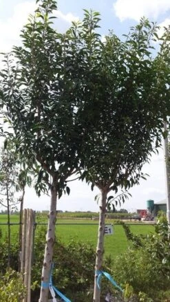 Portugese Laurier Als Boom (Prunus Lusitanica 'Angustifolia') 27 Portugese Laurier Als Boom (Prunus Lusitanica 'Angustifolia') -Groene Pracht prunus lusitanica als boom01