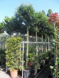 Portugese Laurier Als Boom (Prunus Lusitanica 'Angustifolia') 24 Portugese Laurier Als Boom (Prunus Lusitanica 'Angustifolia') -Groene Pracht prunus lusitanica angustifolia