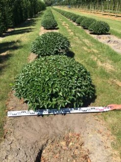 Portugese Laurier Als Grote Bolvorm (Prunus Lusitanica 'Angustifolia') 12 Portugese Laurier Als Grote Bolvorm (Prunus Lusitanica 'Angustifolia') -Groene Pracht prunus lusitanica angustifolia 100 cm breed bol drkl