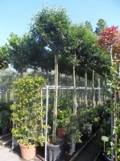 Portugese Laurier Als Boom (Prunus Lusitanica 'Angustifolia') 20 Portugese Laurier Als Boom (Prunus Lusitanica 'Angustifolia') -Groene Pracht prunus lusitanica angustifolia 12 14ho