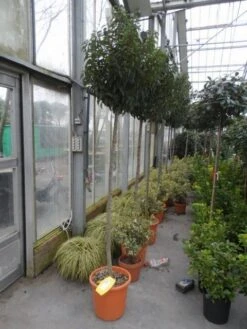 Portugese Laurier Als Boom (Prunus Lusitanica 'Angustifolia') 22 Portugese Laurier Als Boom (Prunus Lusitanica 'Angustifolia') -Groene Pracht prunus lusitanica angustifolia 150stam c25