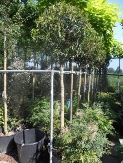 Portugese Laurier Als Boom (Prunus Lusitanica 'Angustifolia') 23 Portugese Laurier Als Boom (Prunus Lusitanica 'Angustifolia') -Groene Pracht prunus lusitanica angustifolia 150stam c35