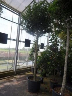 Portugese Laurier Als Boom (Prunus Lusitanica 'Angustifolia') 19 Portugese Laurier Als Boom (Prunus Lusitanica 'Angustifolia') -Groene Pracht prunus lusitanica angustifolia 16 18ho c90