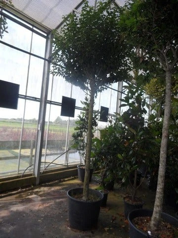 Portugese Laurier Als Boom (Prunus Lusitanica 'Angustifolia') 7 Portugese Laurier Als Boom (Prunus Lusitanica 'Angustifolia') - Afbeelding 5