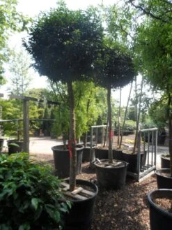 Portugese Laurier Als Boom (Prunus Lusitanica 'Angustifolia') 18 Portugese Laurier Als Boom (Prunus Lusitanica 'Angustifolia') -Groene Pracht prunus lusitanica angustifolia 18 20 ho c130