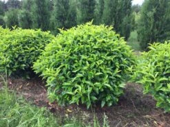 Portugese Laurier Als Grote Bolvorm (Prunus Lusitanica 'Angustifolia') 11 Portugese Laurier Als Grote Bolvorm (Prunus Lusitanica 'Angustifolia') -Groene Pracht prunus lusitanica angustifolia 90 cm breed bol drkl