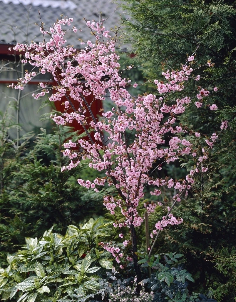 Perzikboom (Prunus Persica) 4 Perzikboom (Prunus Persica) - Afbeelding 2