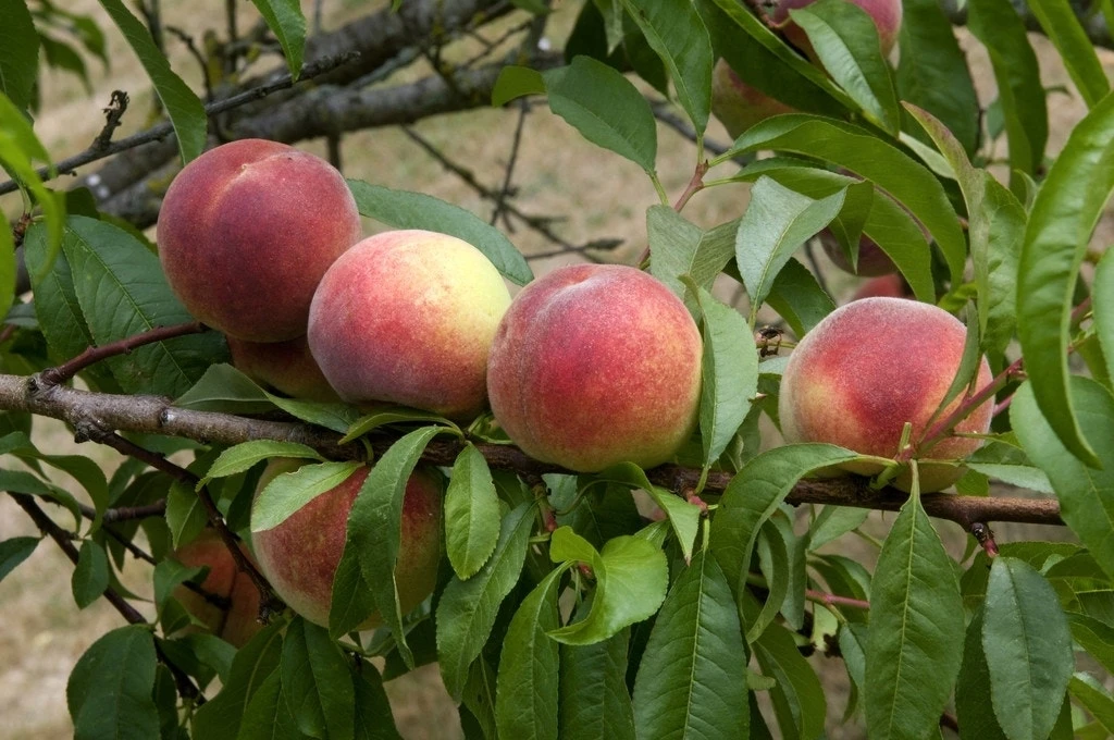 Perzikboom (Prunus Persica 'Amsden') 3 Perzikboom (Prunus Persica 'Amsden')