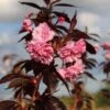 Roodbladige Japanse Sierkers (Prunus 'Royal Burgundy') -Groene Pracht prunus royal burgundy