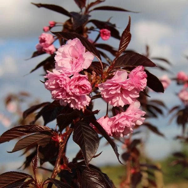 Roodbladige Japanse Sierkers (Prunus 'Royal Burgundy') 3 Roodbladige Japanse Sierkers (Prunus 'Royal Burgundy')