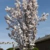 Japanse Sierkers Als Zuilboom (Prunus Serrulata 'Amanogawa') 1 Japanse Sierkers Als Zuilboom (Prunus Serrulata 'Amanogawa') -Groene Pracht prunus serrulata amanogawa